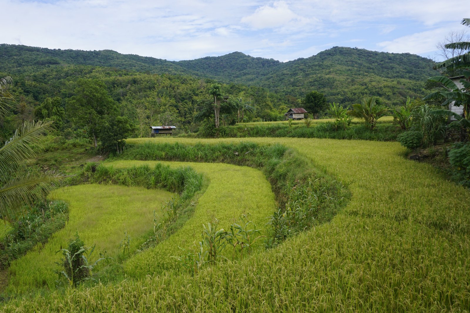 Terasering Dusun Damma